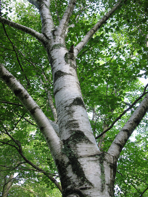 birchmeadowbyJay2012 birchmeadowbyJay2012